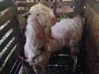 Male Goat