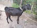 Male Goat
