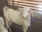 Male Goat