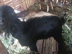 Male Goat