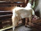 Male Goat