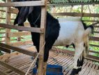 Male Goat