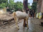 Male Goat