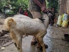 Male Goat