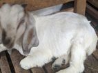 Male Goat