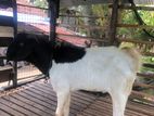 Male Goat