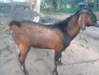 Male Goat