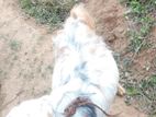 male goat