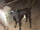 Male Goat