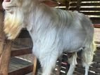Male Goat Saanen