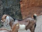 Male Goats