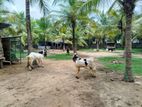 Male Goats