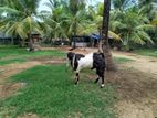 Male Goats