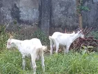 Male Goats