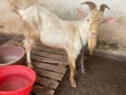 Male Goats