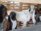 Male Goats