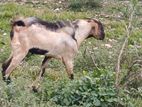 Male Goats