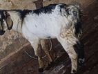 Male Goats