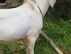 Male Goats