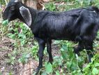Male Goats