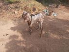 Male Goats