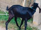 Male Goats