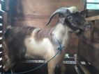 Male Goats