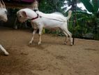 Male Goat