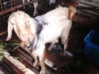 Male Goats