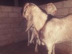 Jamunapari Male Goat