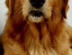 Male Golden Retriever Available for Crossing