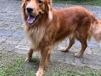 Male Golden Retriever for Crossing