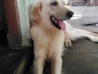 Male Golden Retriever for Crossing