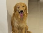 Male Golden Retriever