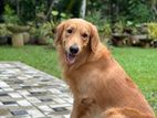 Male Golden Retriever For Stud