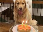 Male Golden Retriever for Crossing