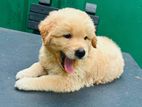 Male Golden Retriever Puppy