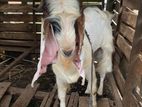Male Goat