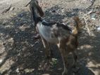Male Goat