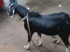 Male Goat Kidai