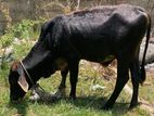 Male Harak