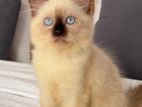 Male Himalayan Long Coat Kitten