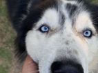 Male Husky for Crossing