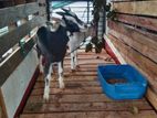 Male Goats