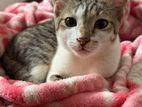 Male Kitten for A Kind Home