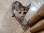 Male Kitten for Kind Home