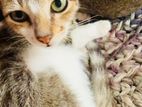Male Kitten for Kind Home