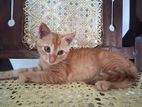 Male Kitten for Kind Home