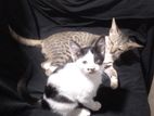 Male Kittens for Kind Home