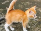 Kittens for A Kind Home
